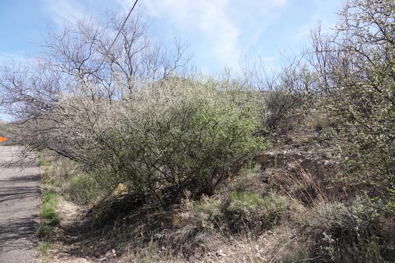 Rhus microphylla, C. Davidson 13990--AZ. Cochise Co. Hwy 80 SE of Tombstone. 9 April 2019. DSC07192 (28).JPG