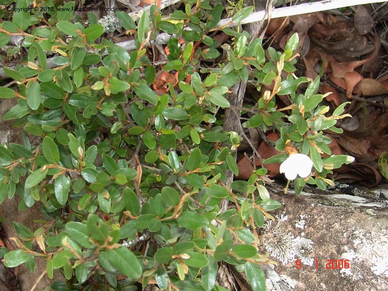 Sarcolaena sp. unk., Not  collected-Madagascar. 9 Jan 2006 052 (7).jpg