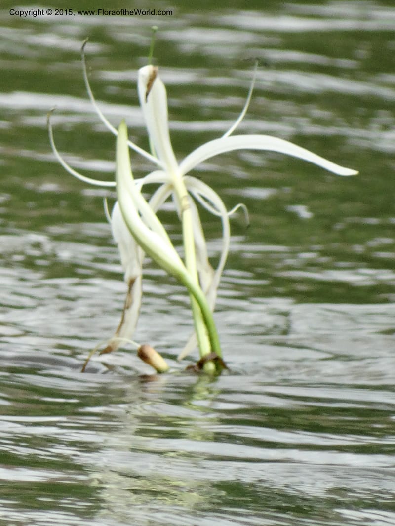 Crinum natans, Elias Ndive 189--Cameroon. Kumba River, Kumba. 23 Mar 2014. DSC03541 (24).JPG