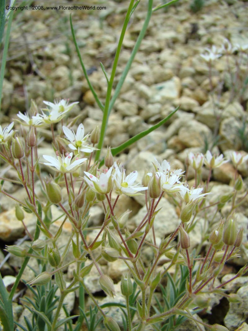 OR. Malheur Co. Leslie Gulch. 1 Jun 08. 288.jpg