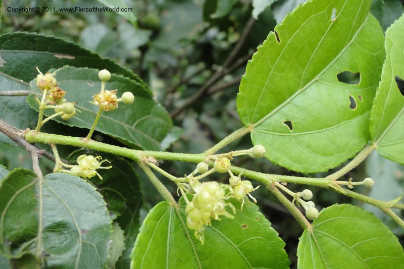 Guazuma ulmifolia, W. D. Stevens 31172--Paraguay. Edo. Concepcion. Garay Cue. 19 Mar 2011. 345 (27).jpg