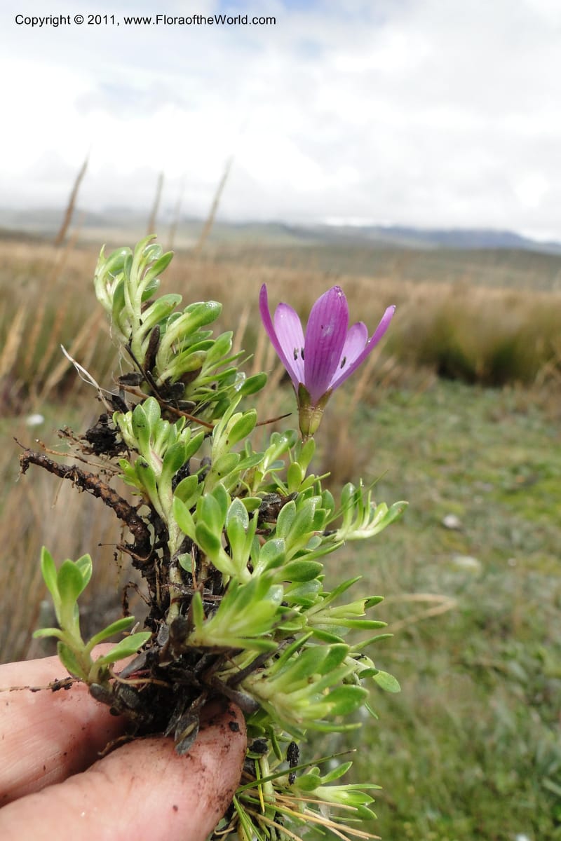 Gentianella, Ulloa 2012--Ecuador. Napo. Volcan Antesana. 2 Jun 2011. 129 (8).jpg