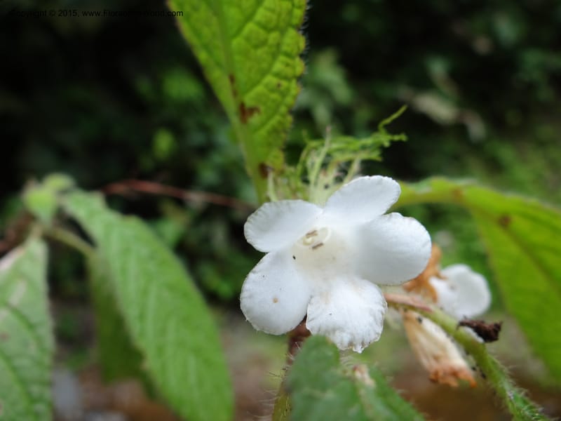 Paradrymonia, Hammel 26108--Costa Rica. Road into Ranchos Tinamu. 3 Mar 2012. DSC03548 (17).JPG