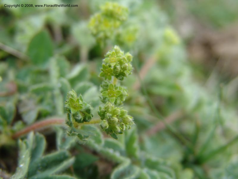 Alchemilla elisabethae--Georgia. Kazbeki . Trail-road to Sameba Church. 2 Jun 05. 373.jpg