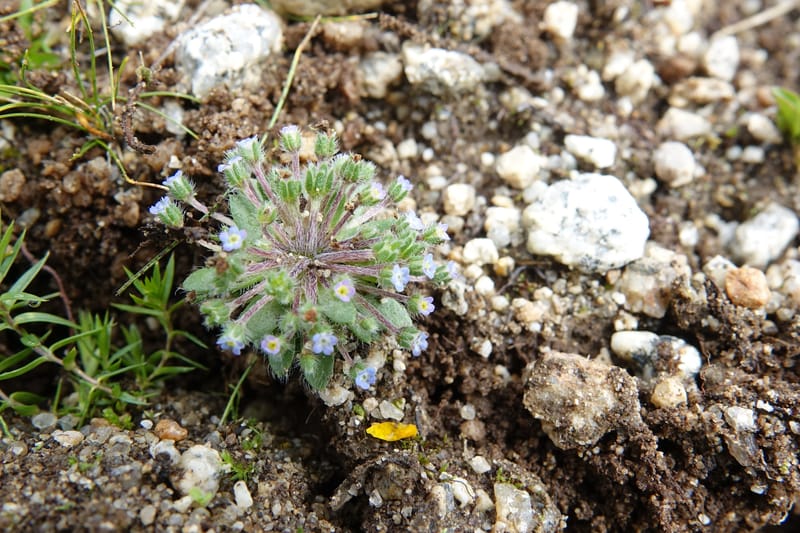 Microcaryum pygmaeum, D. Boufford 44021--China. Sichuan. Daocheng Xian. 14 Aug 2017. DSC05676 (274).JPG