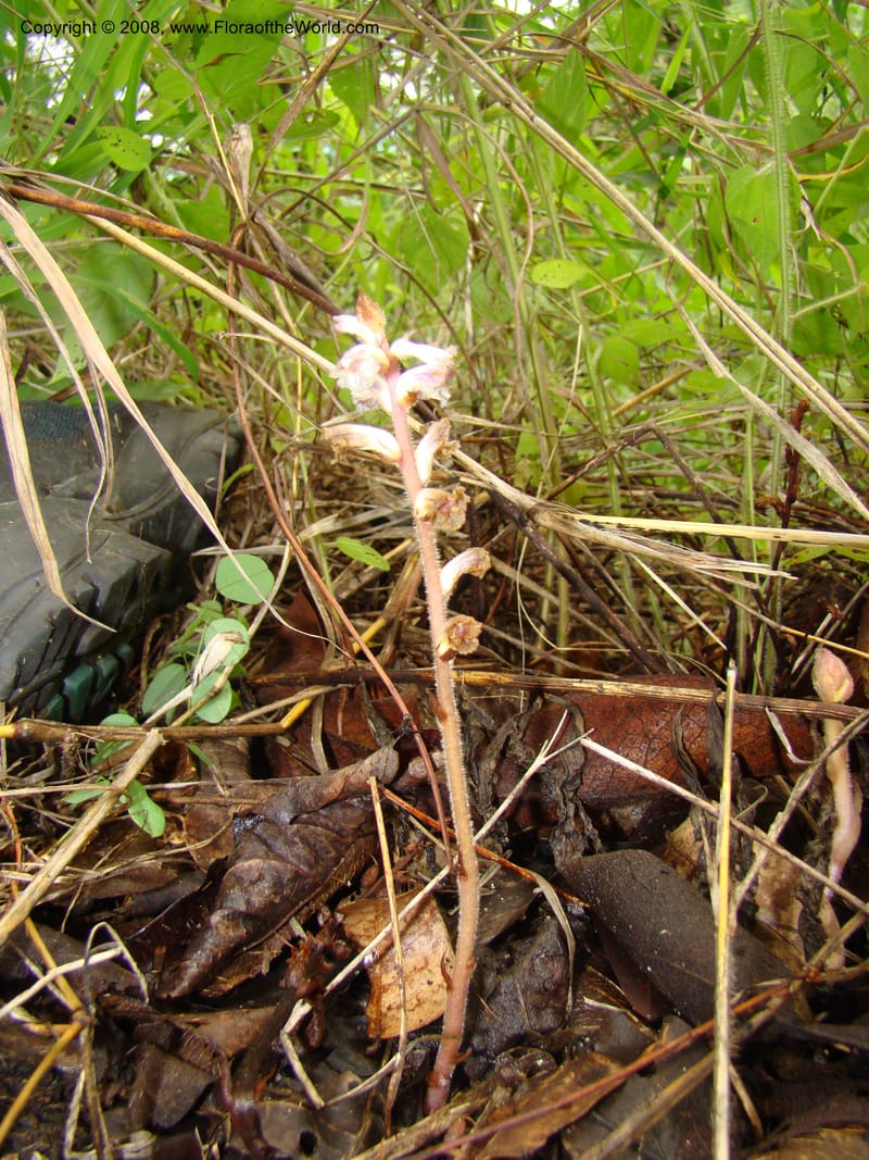 Orobanche minor, RGereau7035--Tanz. Mbeya Rural Distr. Utengule Coffee Lodge. 26 Jan 08. 218.jpg