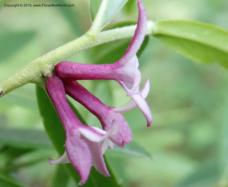 Daphne, Boufford, D 43593--China. Sichuan. Tudiling Tunnel. 6 May 2014. DSC03860 (75).JPG
