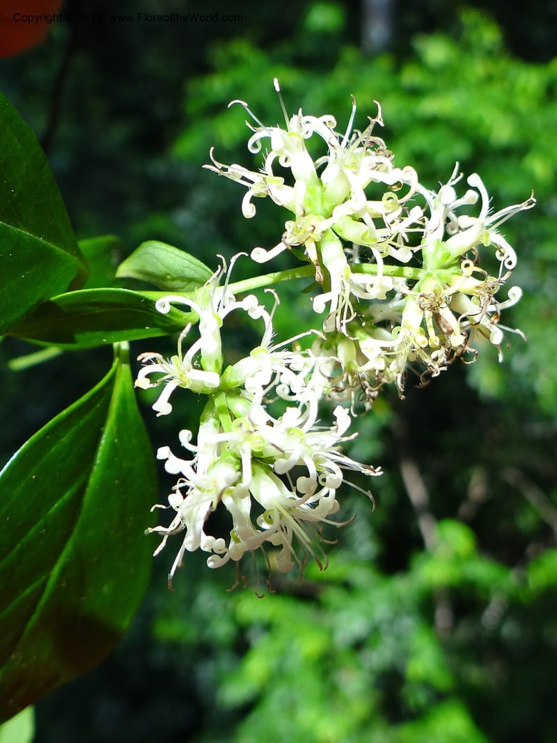Hedyotis, VC 5667--Thailand. Trang. Peninsula Bot. Gard. Thungkhai. 17 Nov 2012. DSC00231 (6).JPG