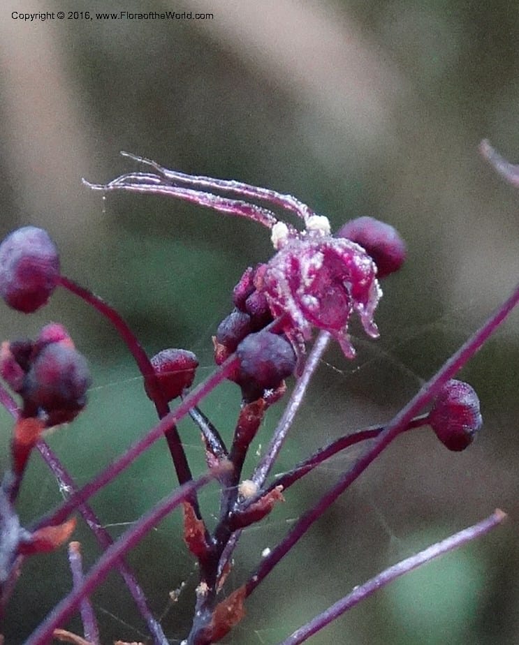 Sciaphila, Davidson, C 12754--Sabah. Hampuan FR. 13 Oct 2014. DSC04689 (86).JPG