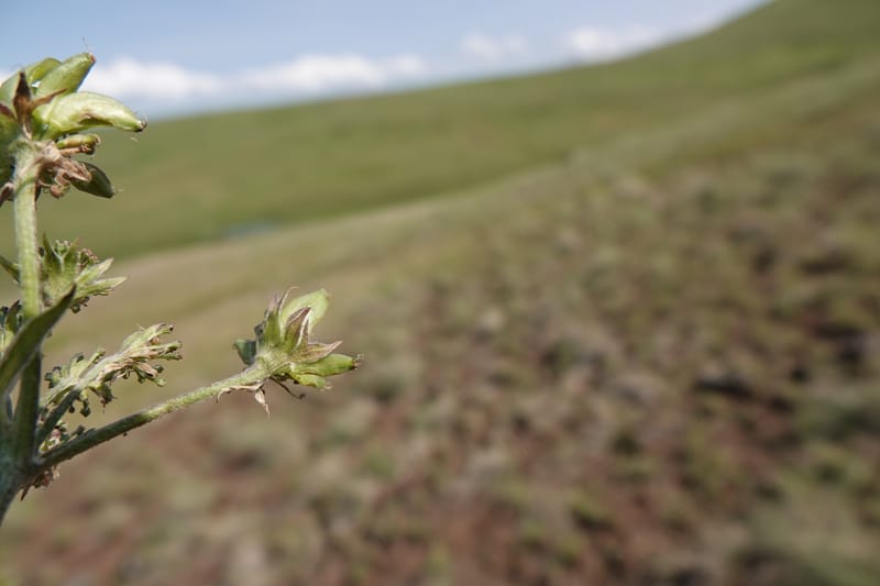 Lomatium macrocarpum, C. Davidson 13790--Oregon. Wallowa Co. Upper Camp Creek Canyon. 5 Jun 2018. DSC05225 (99).JPG