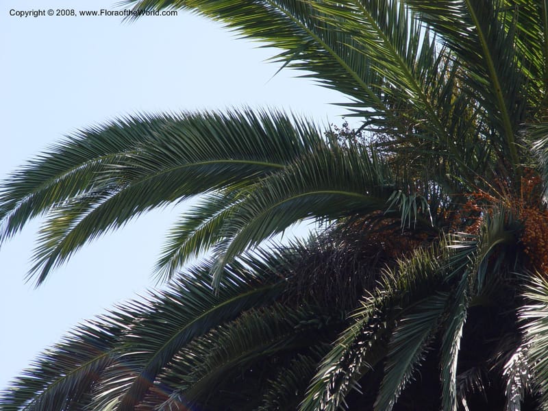 Phoenix canariensis--Spain. Blanes. Marimurtra Bot. Gard. 24 Apr 04. 118.jpg