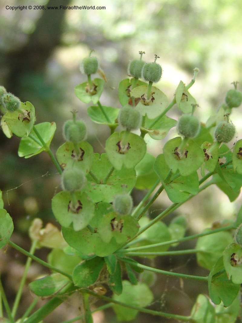 Euphorbia characias--Crete. Ep. Kisamos. Sirikari Gorge. 25 May 05. 043.jpg