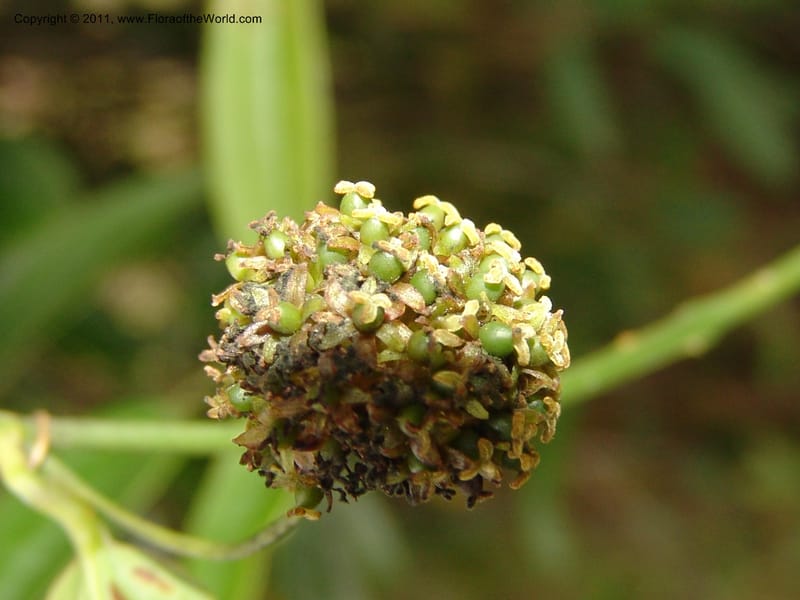 Smilax obliqua, RVasquez 31461--Peru. Prov. Oxa. Parq. Nac. Yanachaga Chemillen. 12 Oct 06. 177 (10).jpg