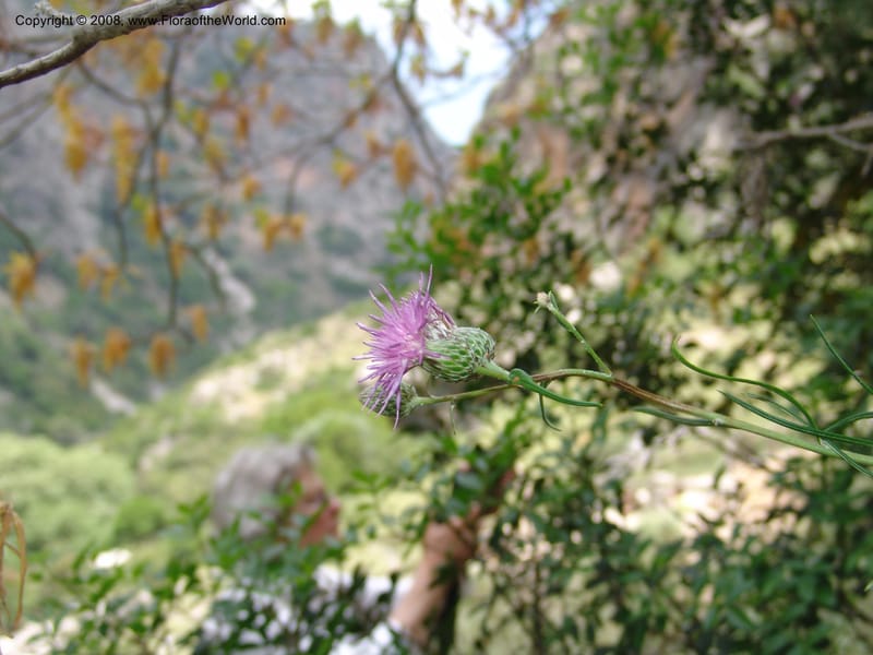 Ptilostemon chamaepeuce--Crete. Ep. Kisamos. Sirikari Gorge. 25 May 05. 231.jpg
