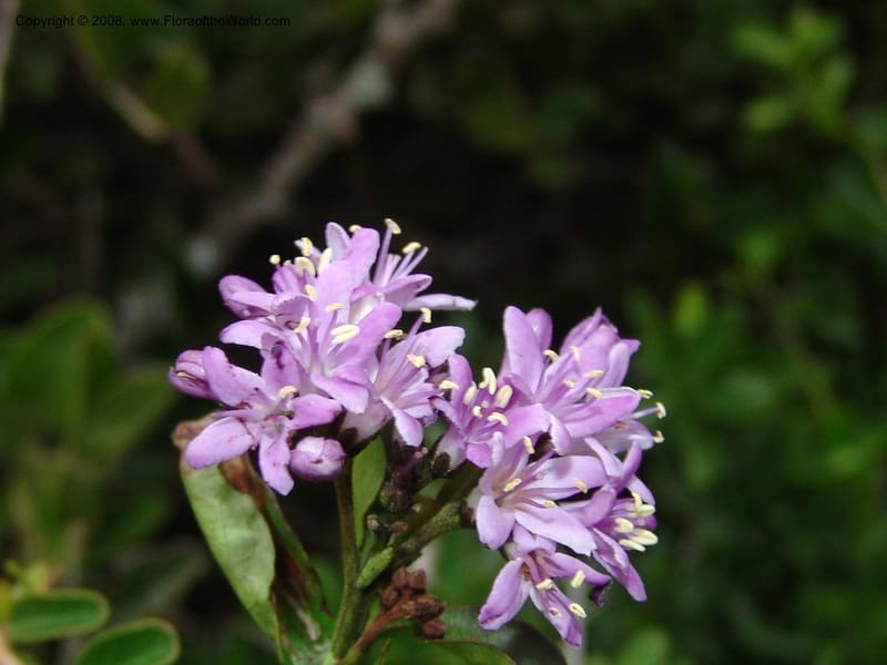 Ehretia rigida--So.Africa. E. Cape. Uitenhage Nat. Res. 6 Mch 05. 196.jpg
