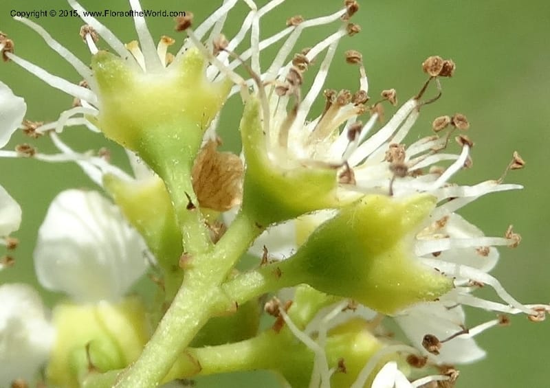 Sorbus aucuparia, Davidson, C 12484--Georgia (Caucasus). Koslitavi, branch of Merisi Gorge. 11 Jun 2014. DSC08456 (263).JPG