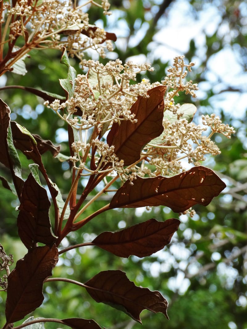 Argophyllum, Lowry, P 7423--New Caledonia. PinPin. 20 Nov 2015. DSC03938 (40).JPG