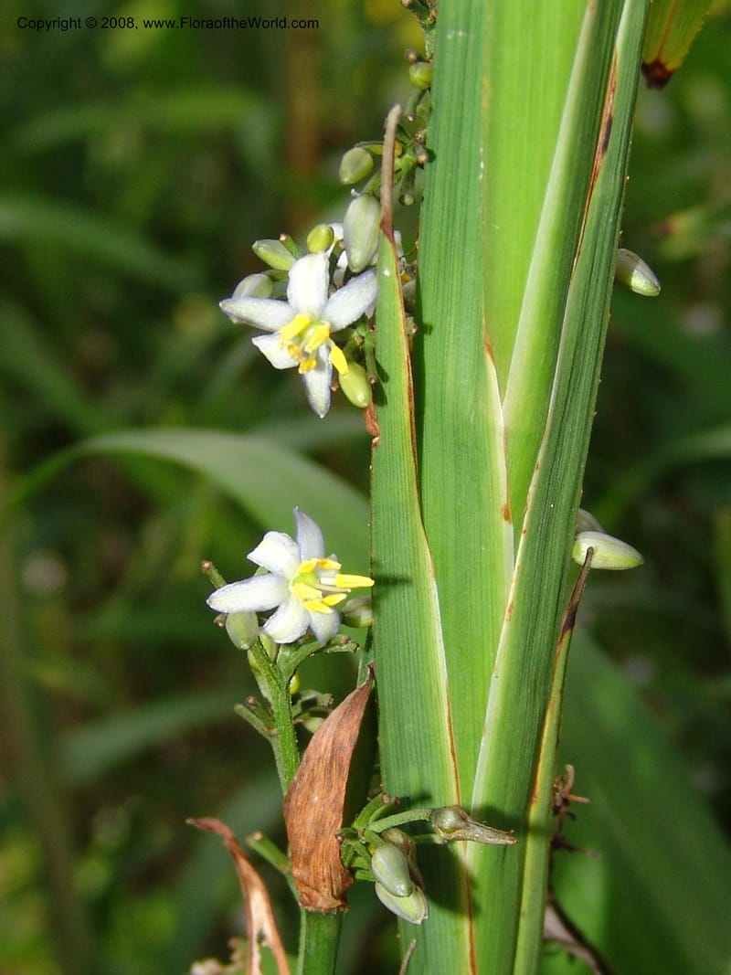 Dianella ensifolia, X4.1071--CA. San Francisco Arbor. 3 Jul 07. 061.jpg