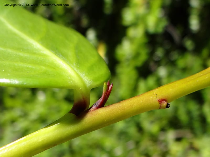 Griselinia scandens, W. D. Stevens 34067--Chile, Reserva Tanume, 14 Feb 2013  7977 (6).JPG