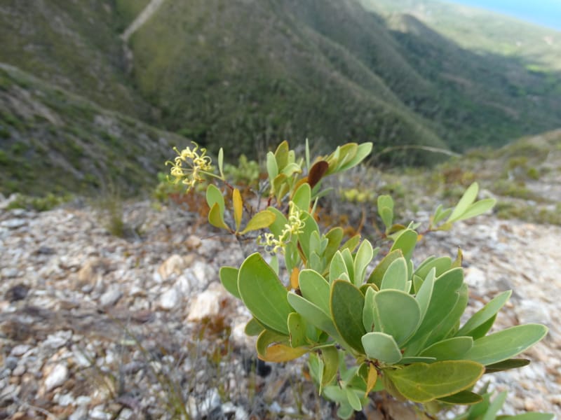 Stenocarpus umbellifer, Callmander, M 1251--New Caledonia. Col d'Arama. 16 Nov 2015. DSC02942 (33).JPG