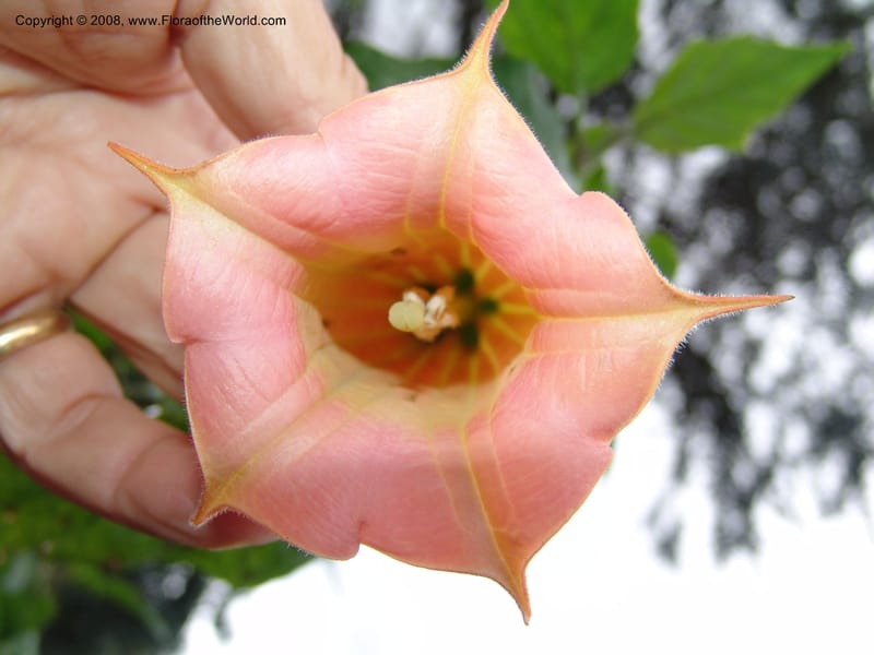 Brugmansia volcanicola--CA. San Francisco Botanical Garden (Strybing Arb.). 30 Mch 06. 272.jpg