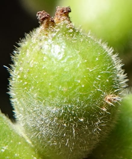 Aporosa dioica, D. Boufford 44137--China. Yunnan. Along G213. 4 May 2018. DSC02084 (45).JPG
