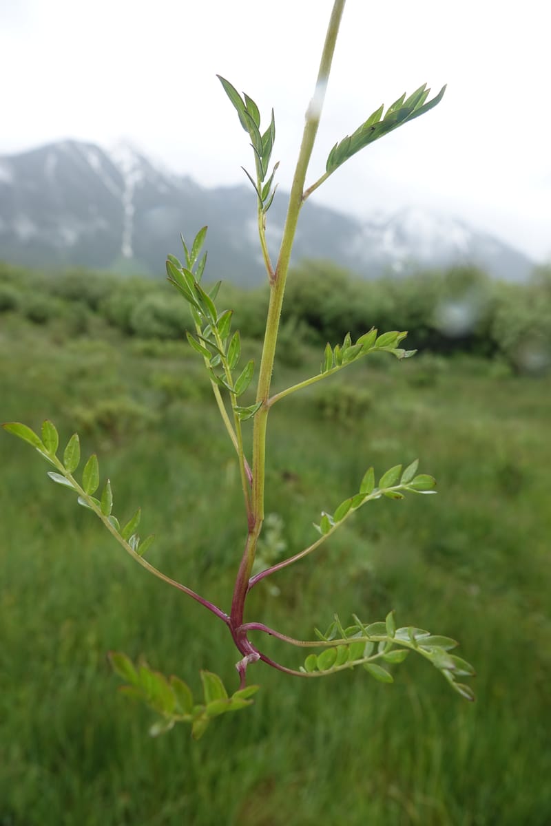 Polemonium occidentale, C. Davidson 13641--ID. Fremont Co. Duck Cr. Ranch. 16 Jun 2017. DSC01937 (116).JPG
