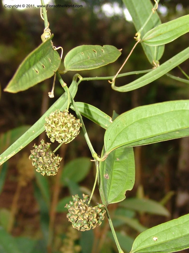 Smilax obliqua, RVasquez 31461--Peru. Prov. Oxa. Parq. Nac. Yanachaga Chemillen. 12 Oct 06. 177.jpg