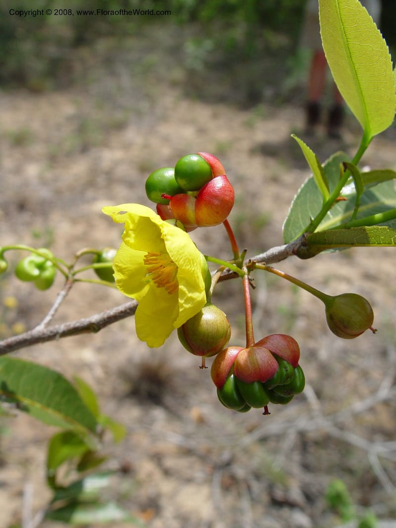Ochna arborea cf--So. Africa. KwaZuluNatal. Lake Sibaya Lodge. 1 Oct 03. 175.jpg