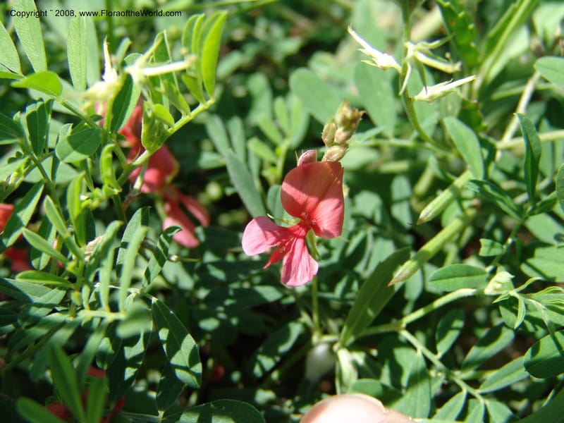 Indigofera miniata--TX. Johnson Wildflower Center. 13 Jun 04. 002.jpg