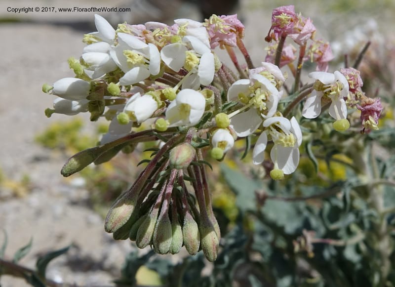 Camissonia boothii subsp. condensata, Davidson, C 13157--California. Inyo Co. Hwy 190 W of Panamint Spgd. Stop 1. 21 Apr 2016. DSC02055 (34).JPG