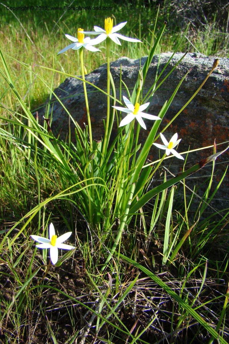 Spiloxene serrata, C. Davidson 11517--South Africa. Northern Cape. Papkuilsfontein. 25 Aug 09. 131 (6).jpg