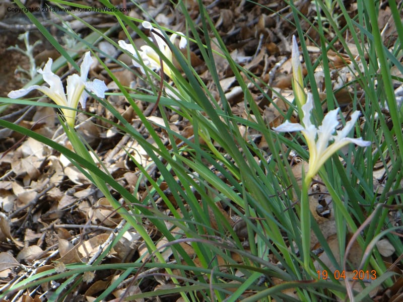 Iris tenuissima, Davidson, C 12132--USA, California, Nevada Co. 19 Apr 2013  0111 (13).JPG