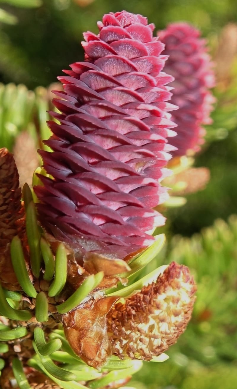 Picea abies, Davidson, C 13309--Switzerland. Les Violettes. 4 Jul 2016. DSC09126 (77).JPG