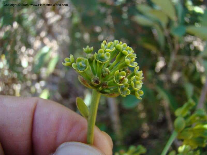 Myodocarpus involucratus, PLowry6878--N.Caled. Dumbea Dam in Dumbea Riv, S of Noumea. 11 Nov 07. 132.jpg