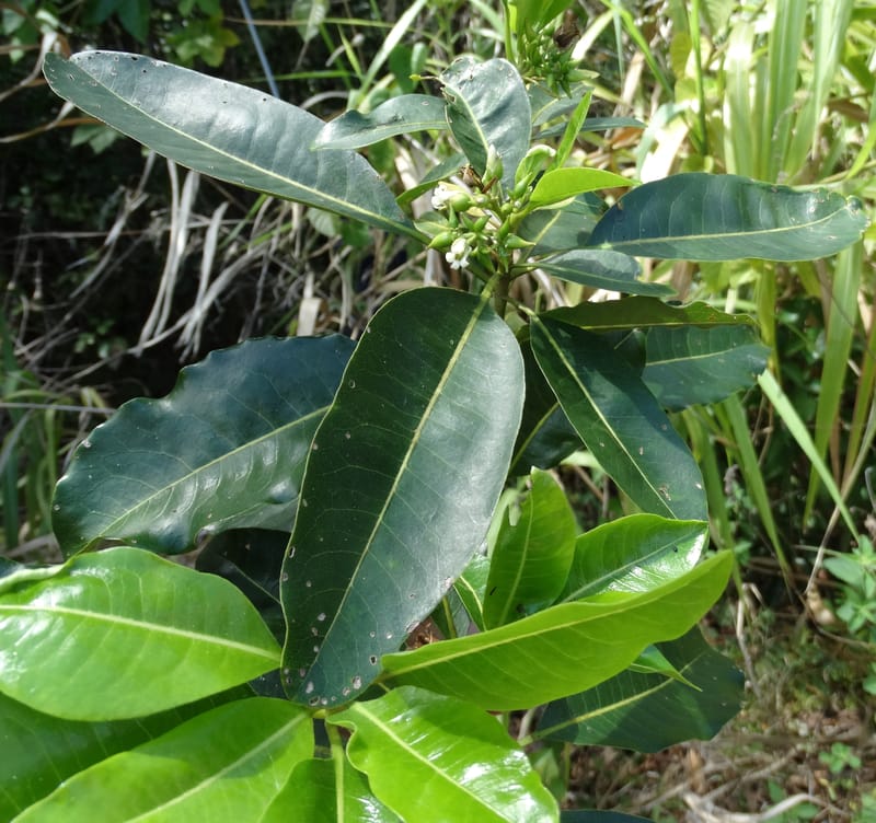 Pittosporum, Lowry, P 7341--Fiji. Vesidrua Vill. 5 Nov 2015. DSC09215 (108).JPG