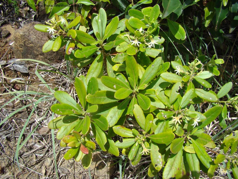 Scaevola montana, Munzinger, J 4676--New Caledonia, Province du Sud, Dumbea barrage,  11 Nov 2007 330 (8).jpg