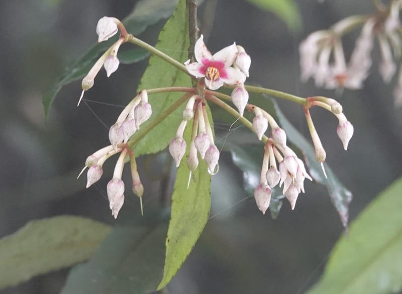 Ardisia virens, D. Boufford 44152--China. Yunnan. Bam Po village. 5 May 2018. DSC02406 (217).JPG
