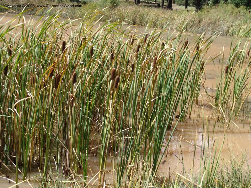 Typha latifolia--AZ. Arboretum at Flagstaff. 3 Sep 04. 216.jpg