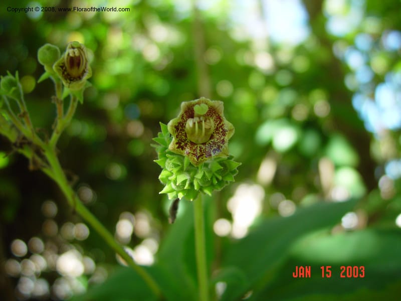 Rhytidophyllum tomentosum. 78338 A--FL. Fairchild Tropical Garden. 15 Jan. 03.  032.jpg