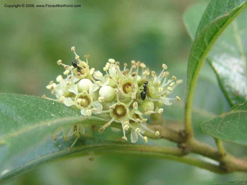 Heteropyxis dehniae--So. Africa.  Mpumalanga. Karino. Whyte Thorne Garden. 19 Mch 05. 023.jpg