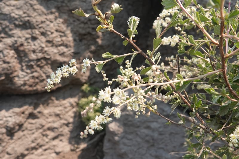 Holodiscus microphyllus, Davidson 14194--OR. Harney Co. Steens Mtn. July 2021. DSC09986 (435).JPG