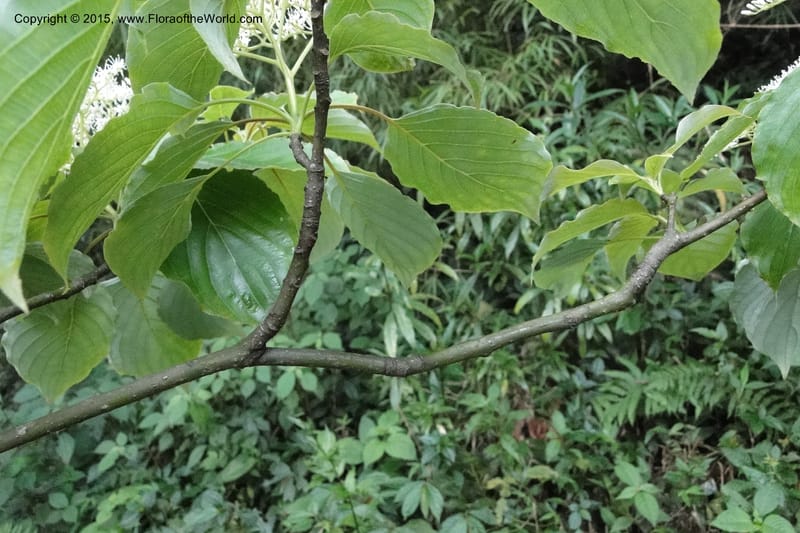 Cornus, Regalado 1829--Viet Nam. O-Quy-Ho Commune. 6 May 2011. 116 (9).jpg