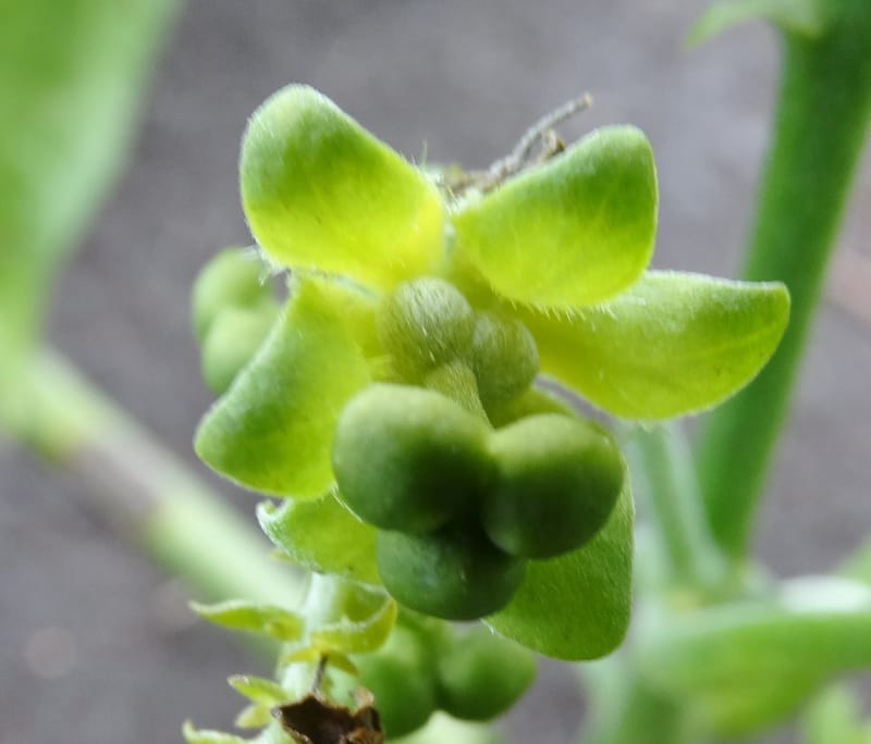 Megistostigma cordata, Davidson, C 12936--Sabah. Ruyu Oil Palm Pl. 29 Mar 2015. DSC01510 (34).JPG