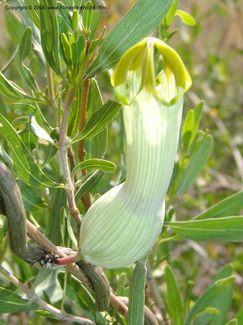 Ceropegia ampliata--So.Africa. Mpumal. twd Steelpoort.16 Mch 05. 514.jpg