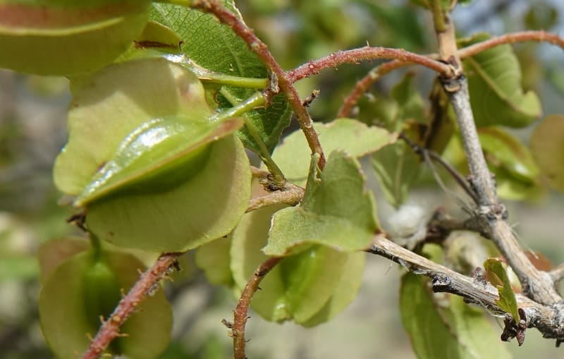 Combretum apiculatum, L. Nanyeni 1249--Namibia. Pepperkorrel Farm off D1472. 27 Mar 2018. DSC03632 (105).JPG