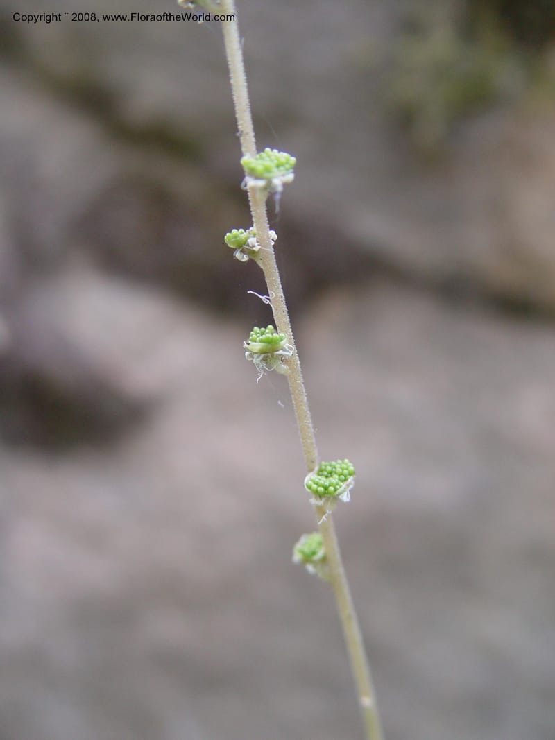 Mitella stauropetala--ID. Idaho Co. Salmon R. Polly Bemis Ranch. 7 May 04. 150.jpg