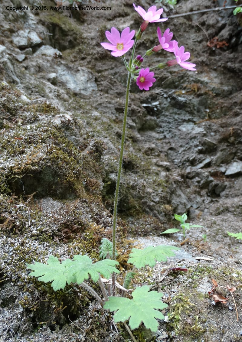 Primula polyneura, Boufford, D 43609--China. Sichuan. ShaShiDuo. 8 May 2014. DSC04232 (78).JPG