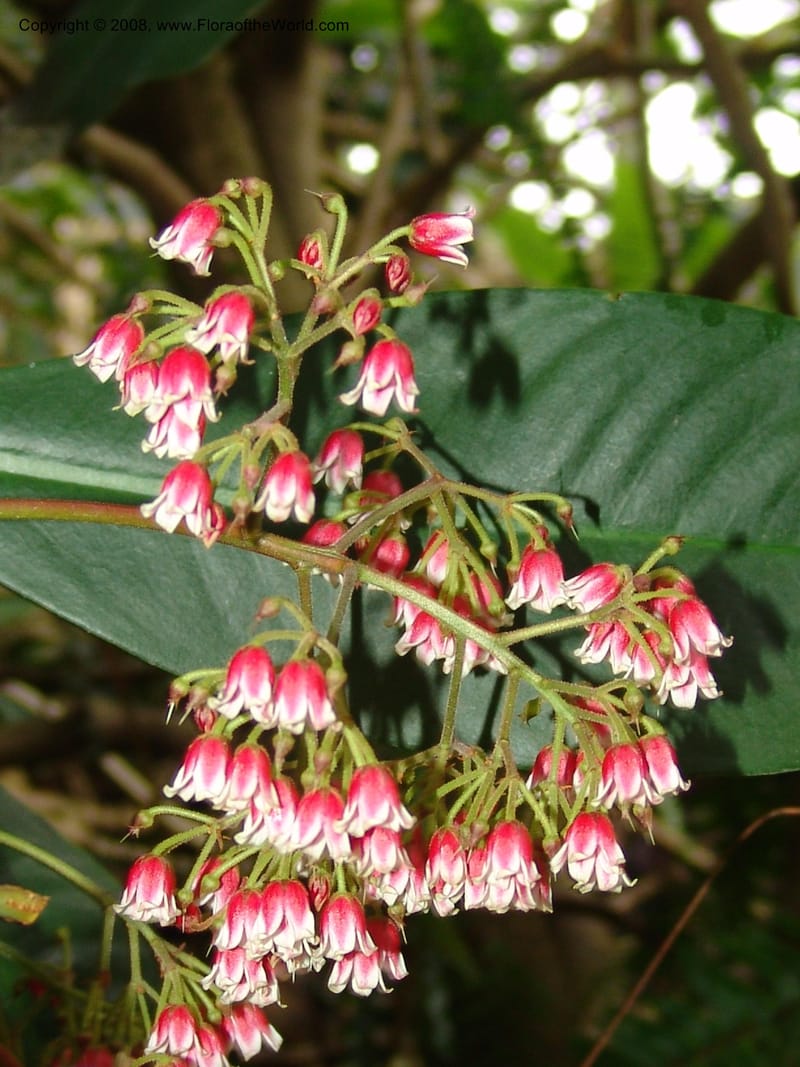 Parathesis--CA. San Francisco Botanical Garden (Strybing Arb.). 30 Mch 06. 173.jpg