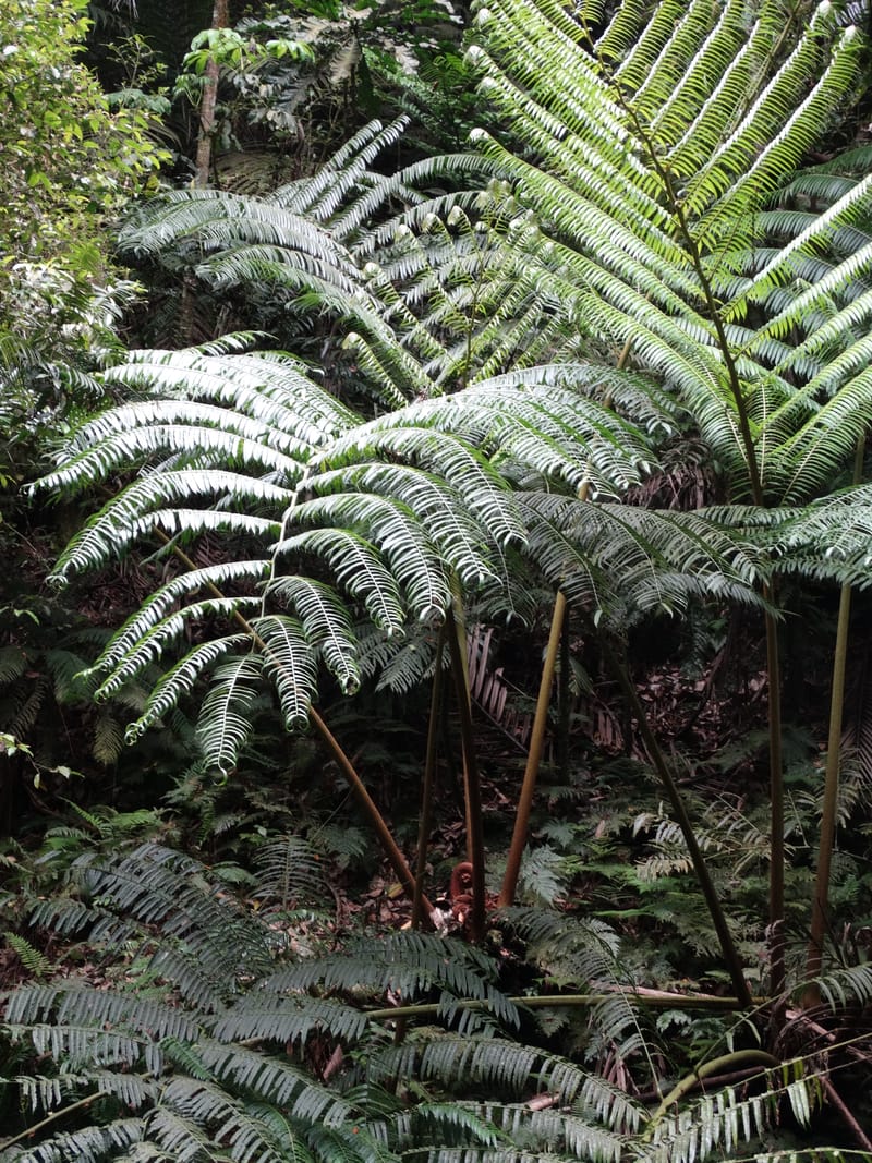 Angiopteris, Munzinger, J 7403--New Caledonia. Haute Robinson. 11 Nov. 2015. DSC00909 (303).JPG